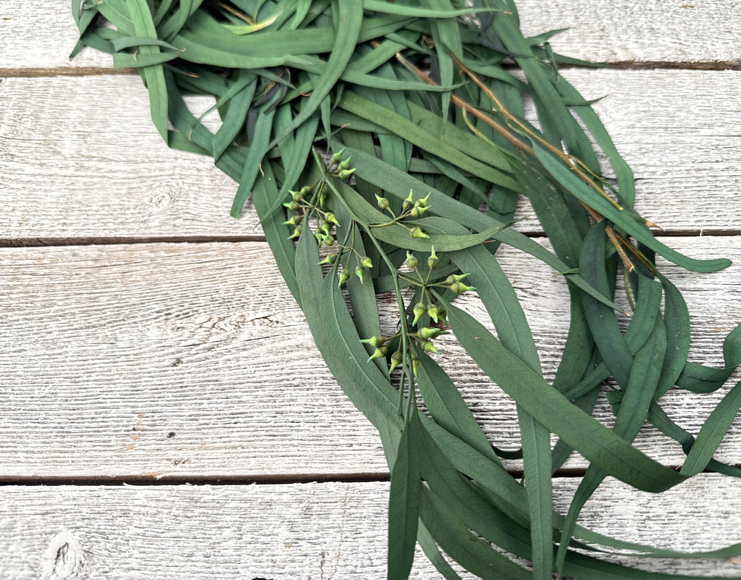 Preserved Seeded Willow Eucalyptus - Luv Sola Flowers - Filler