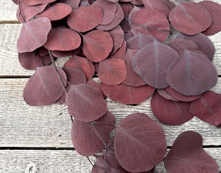 Preserved Silver Dollar Eucalyptus - Luv Sola Flowers - Filler