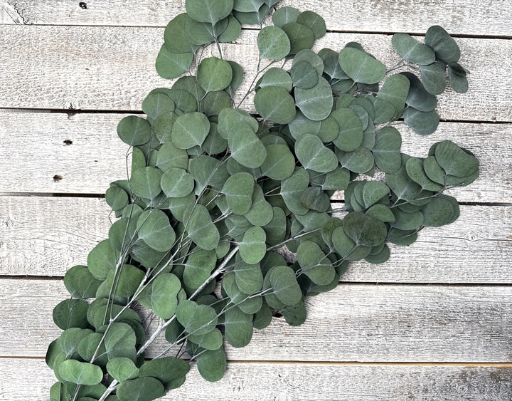 Preserved Silver Dollar Eucalyptus - Luv Sola Flowers - Filler