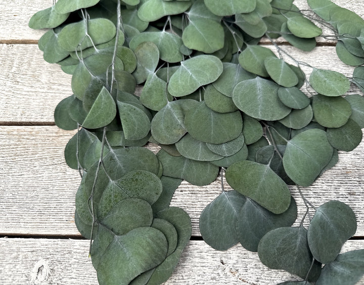 Preserved Silver Dollar Eucalyptus - Luv Sola Flowers - Filler