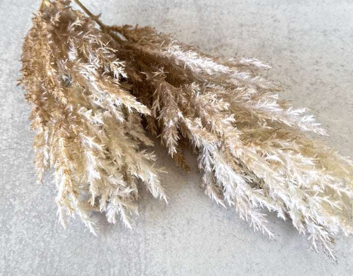 Reed Plumes - Brown - Luv Sola Flowers - Faux Filler