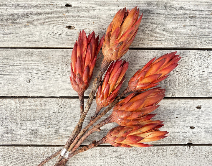 Protea Repens - Luv Sola Flowers - Filler